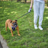 Kazoo Retractable Lead Large