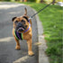 Kazoo Retractable Lead Large