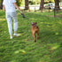 Kazoo Retractable Lead Large