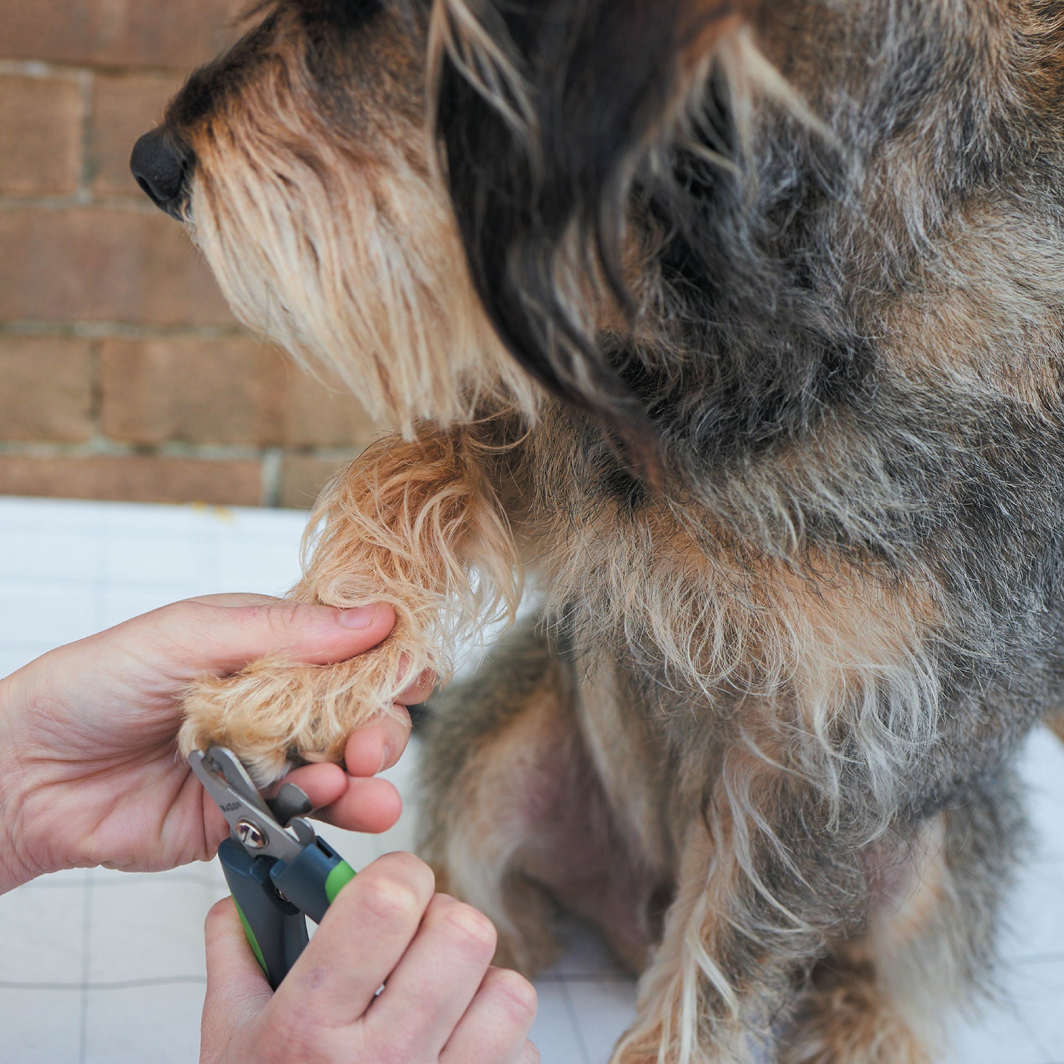Kazoo Dog Nail Clipper