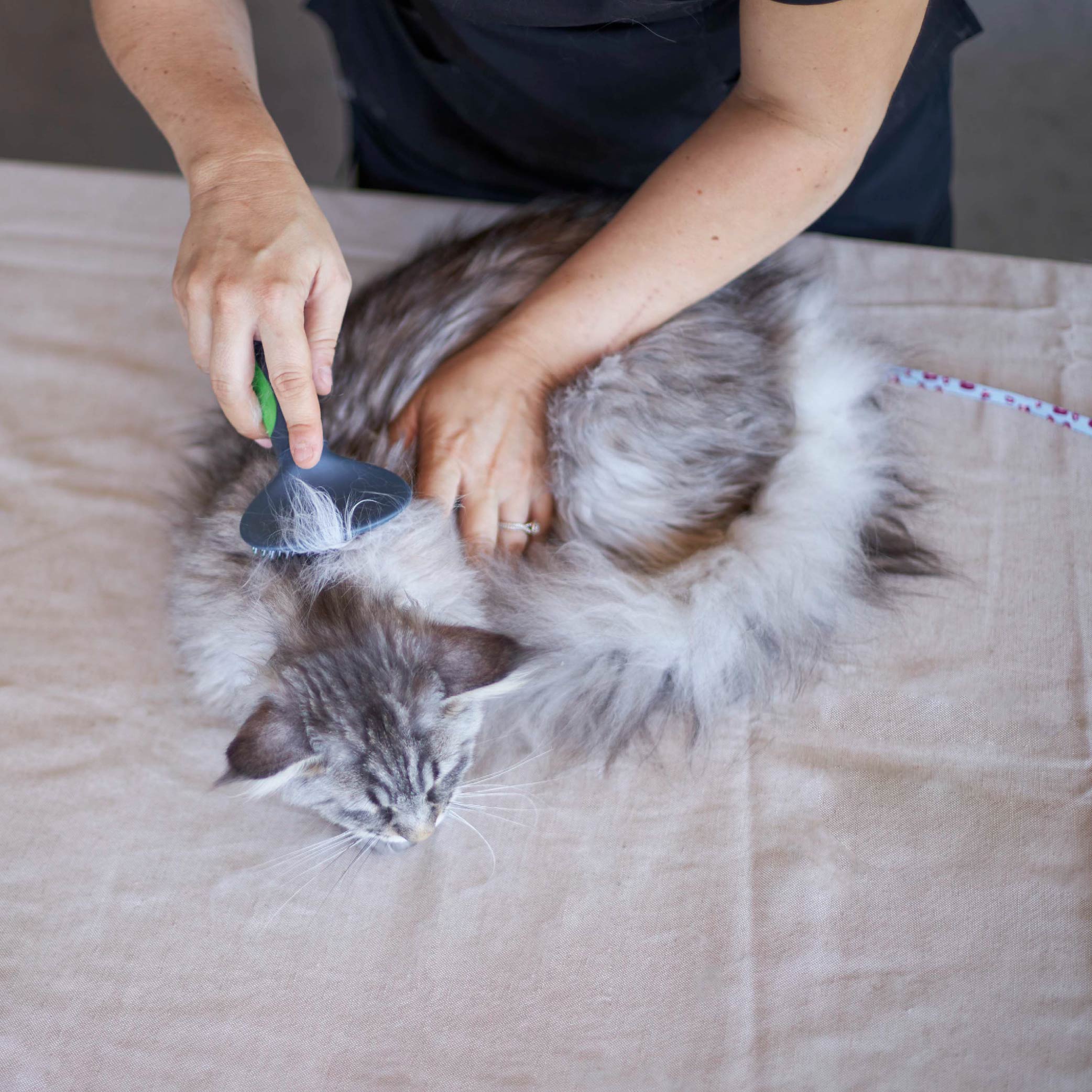 Kazoo Cat Slicker Brush