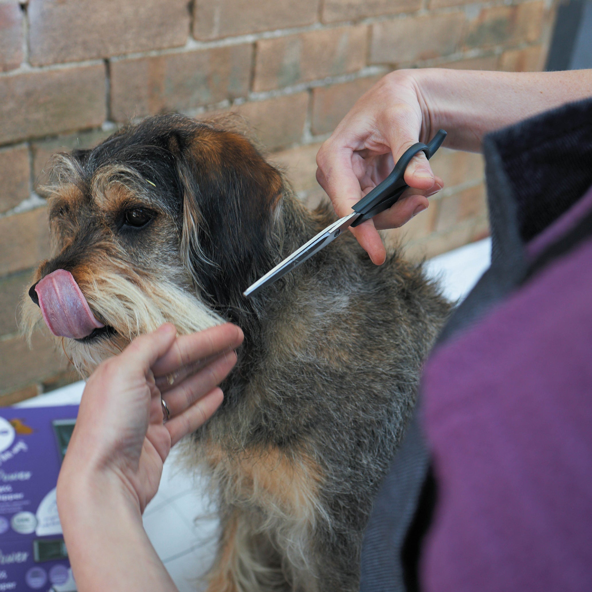 Kazoo Dog Grooming Scissors