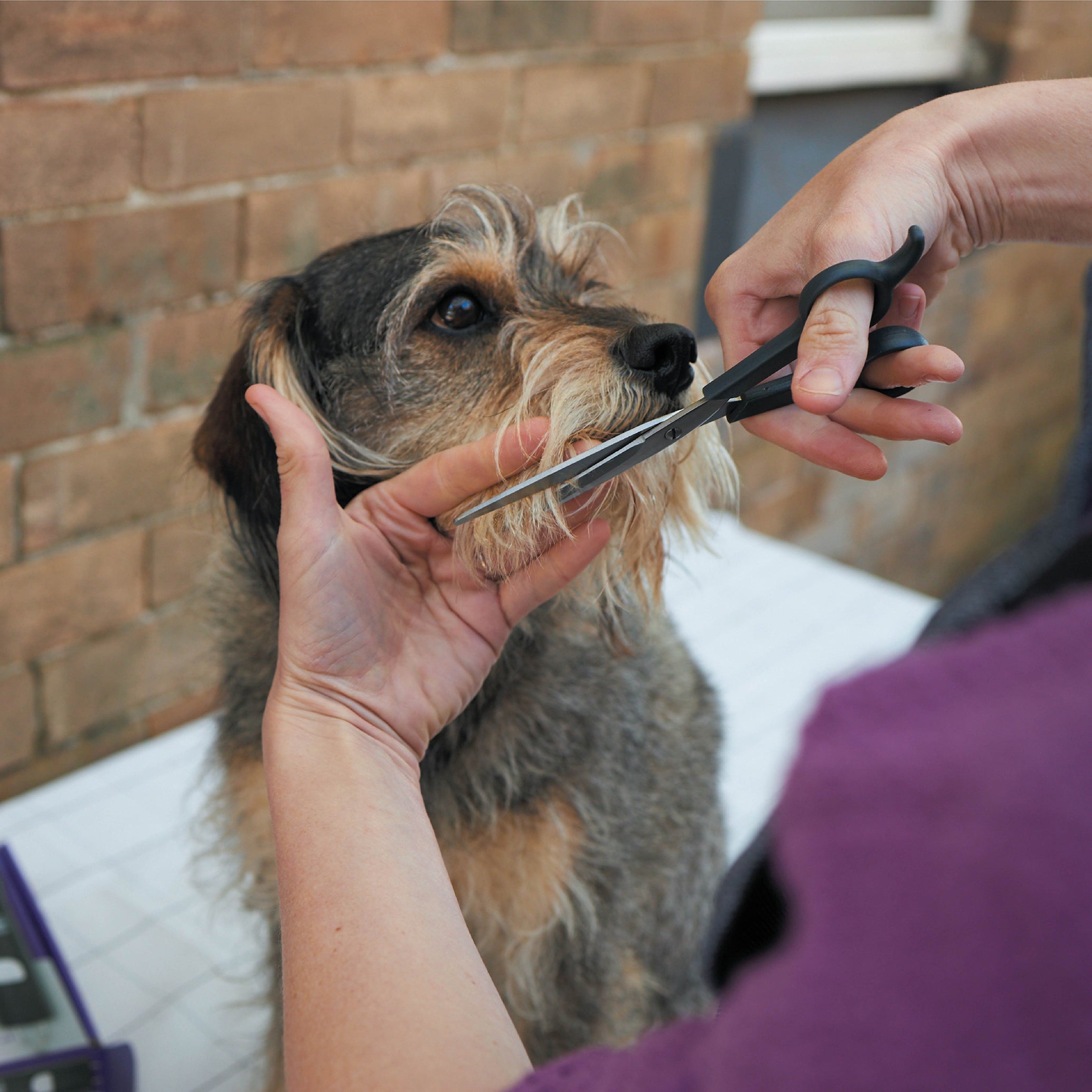 Kazoo Dog Grooming Scissors