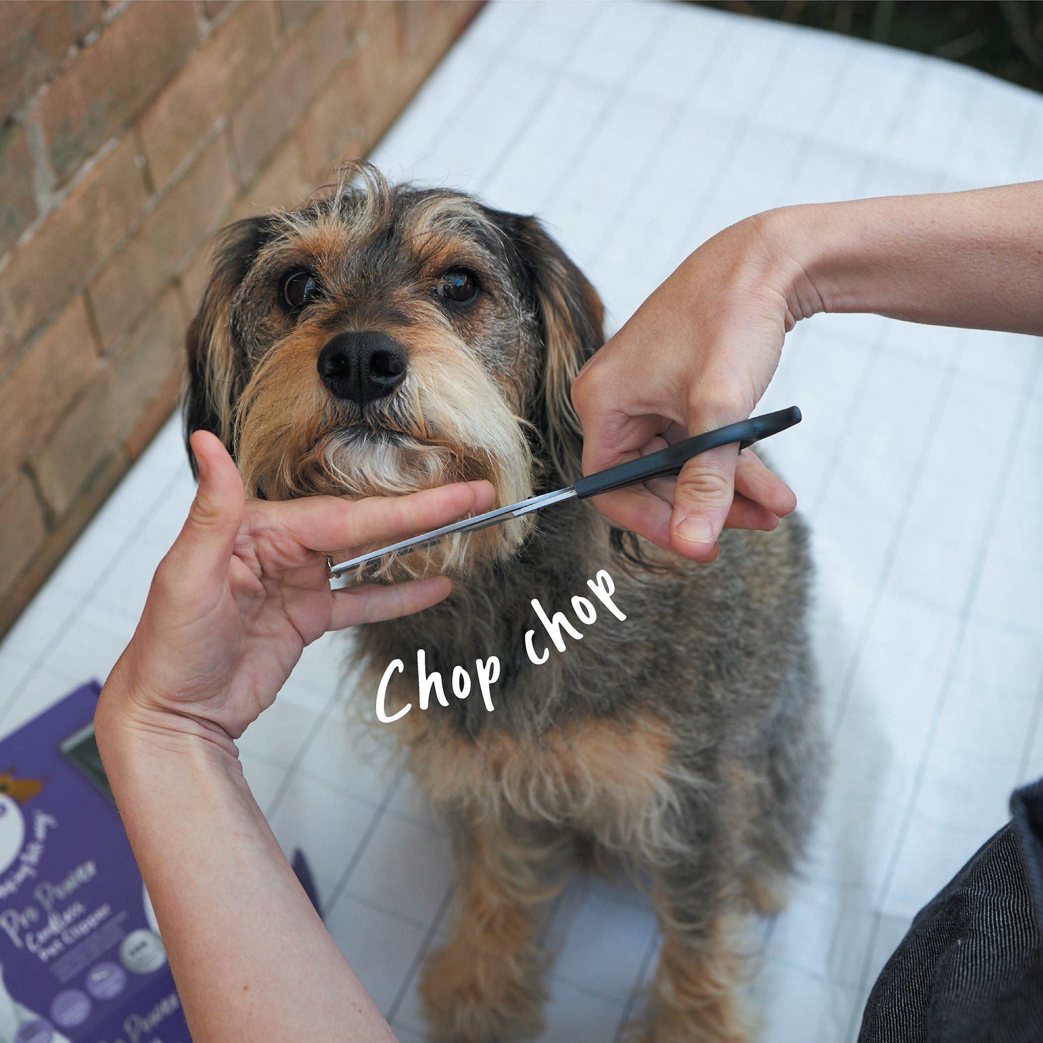 Kazoo Dog Grooming Scissors