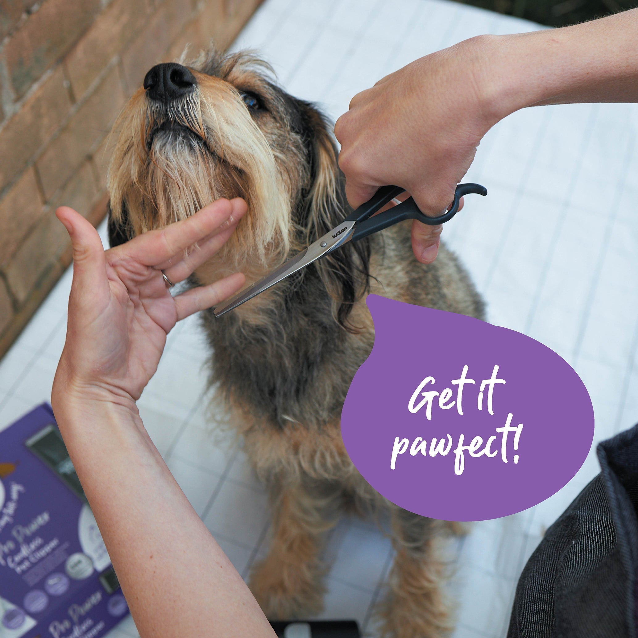 Kazoo Dog Grooming Scissors