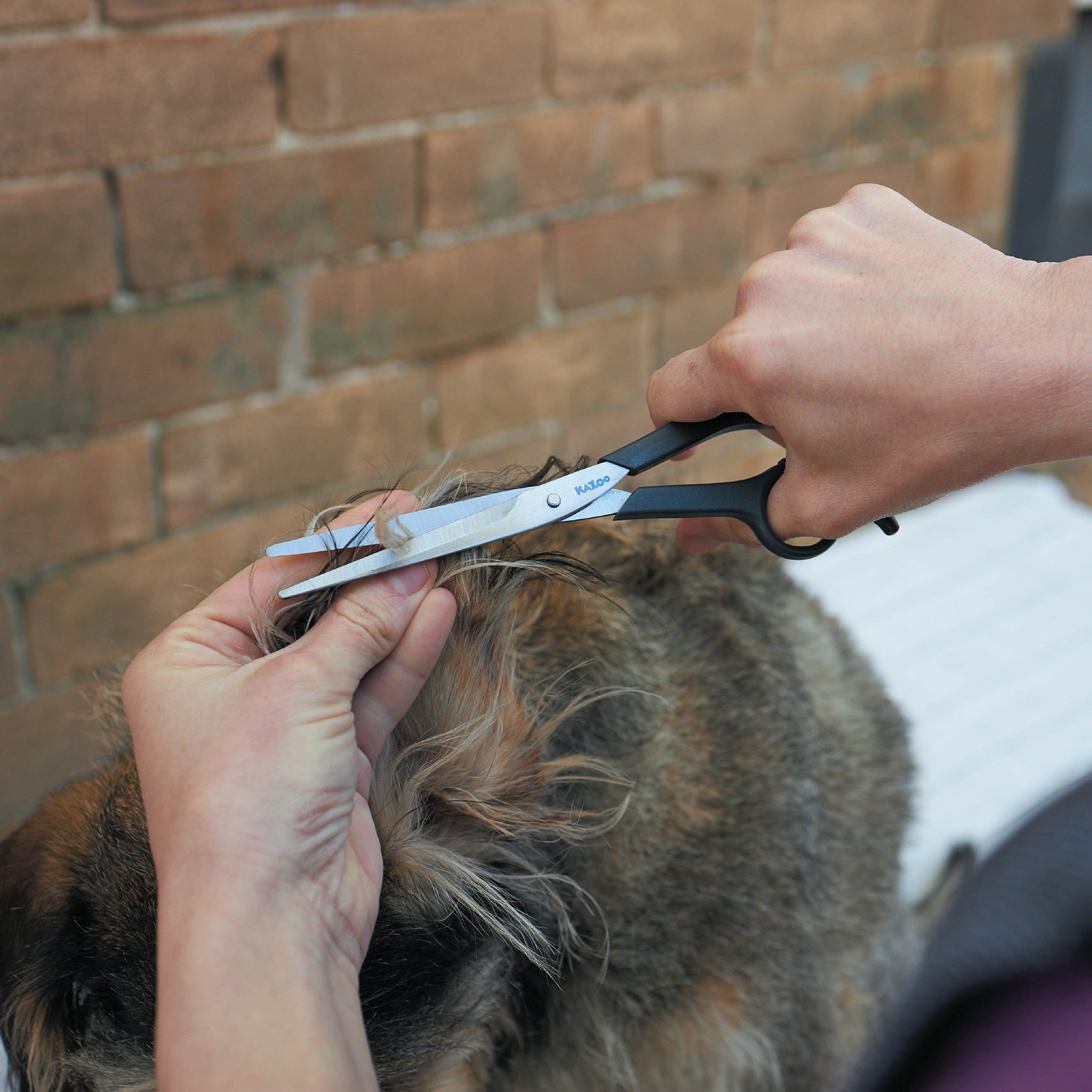 Kazoo Dog Grooming Scissors