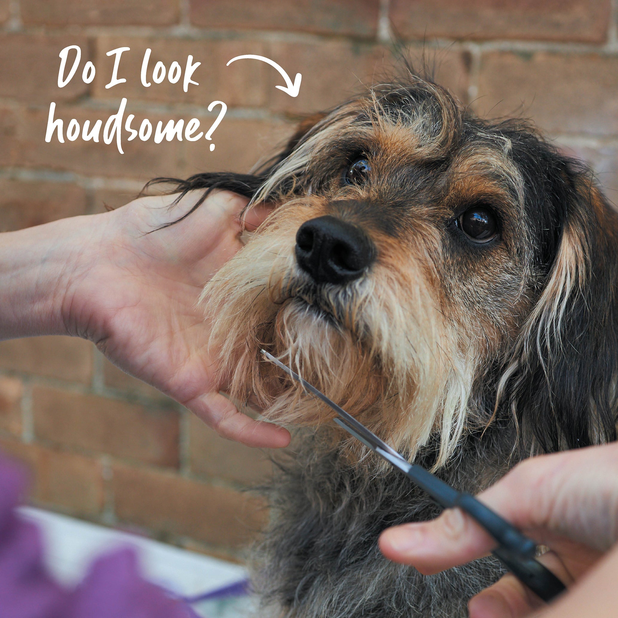 Kazoo Dog Grooming Scissors
