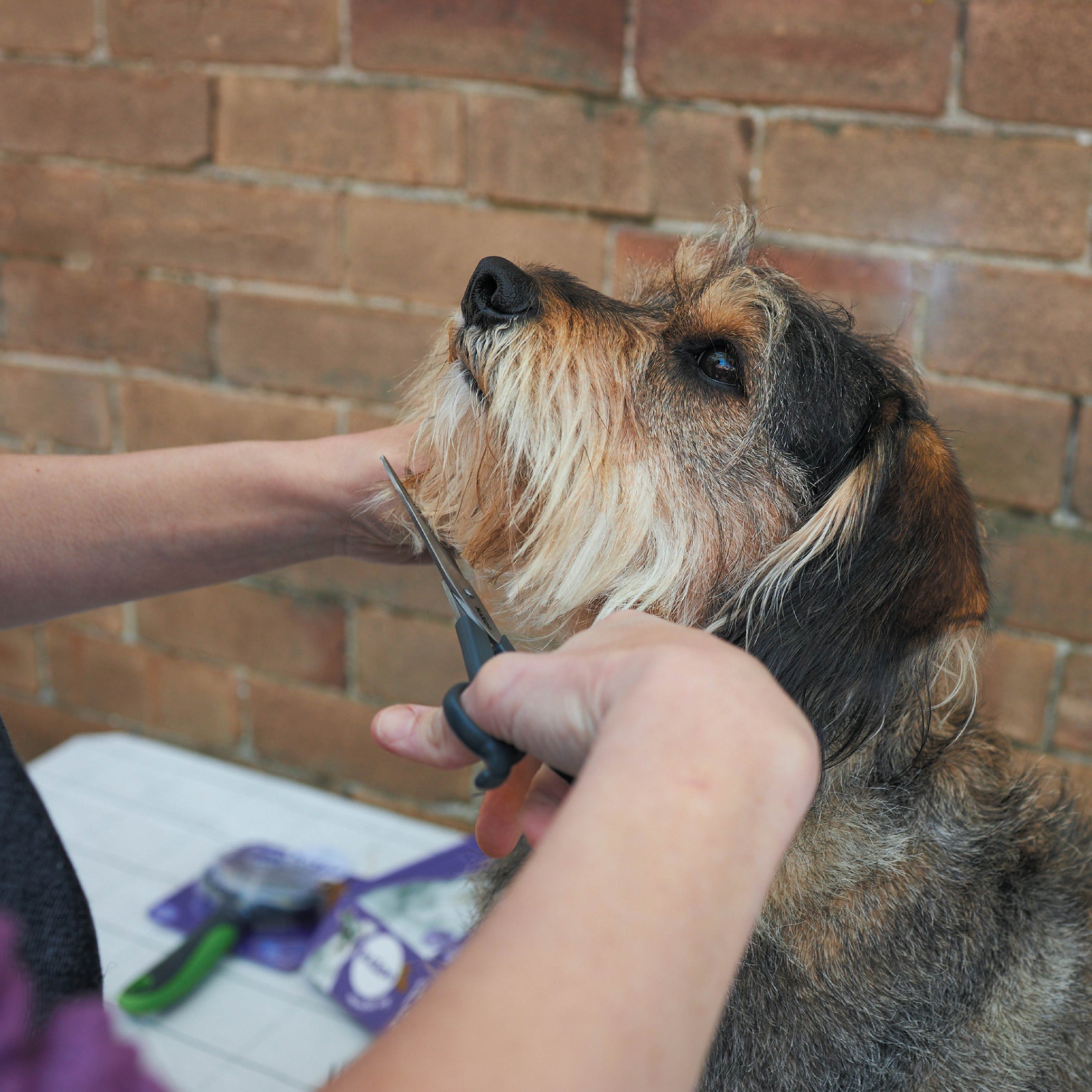 Kazoo Dog Grooming Scissors