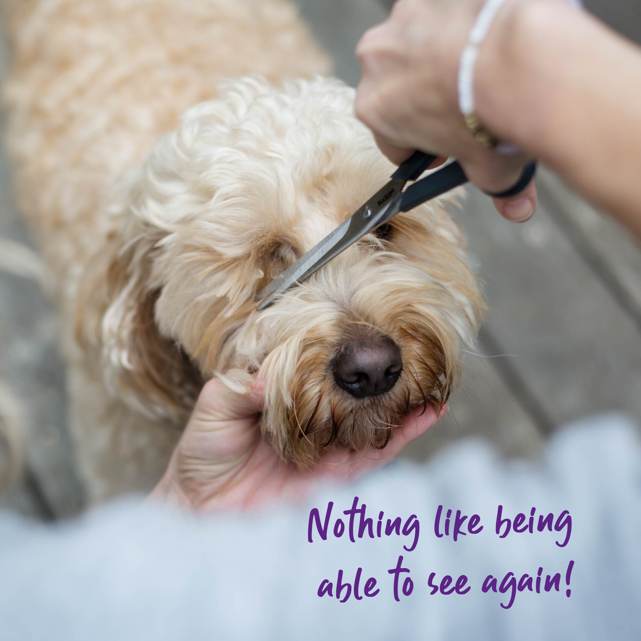 Kazoo Dog Grooming Scissors