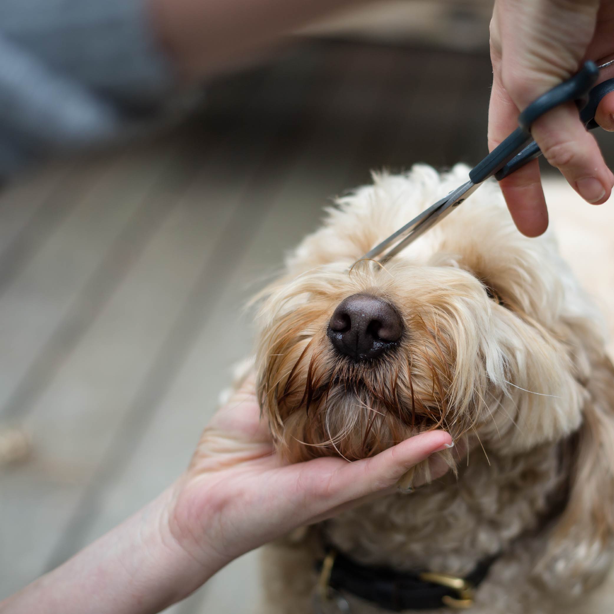 Kazoo Dog Grooming Scissors