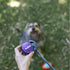 Kazoo EcoFriendly Ball Thrower