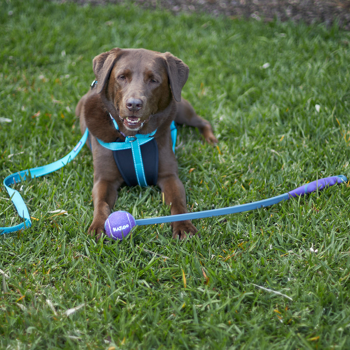 Kazoo EcoFriendly Ball Thrower