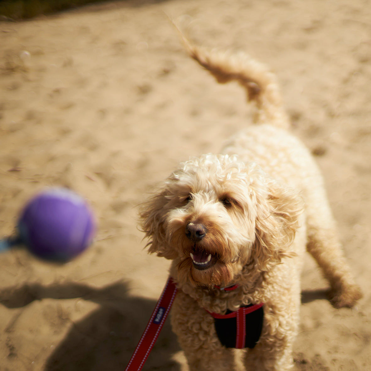 Kazoo EcoFriendly Ball Thrower