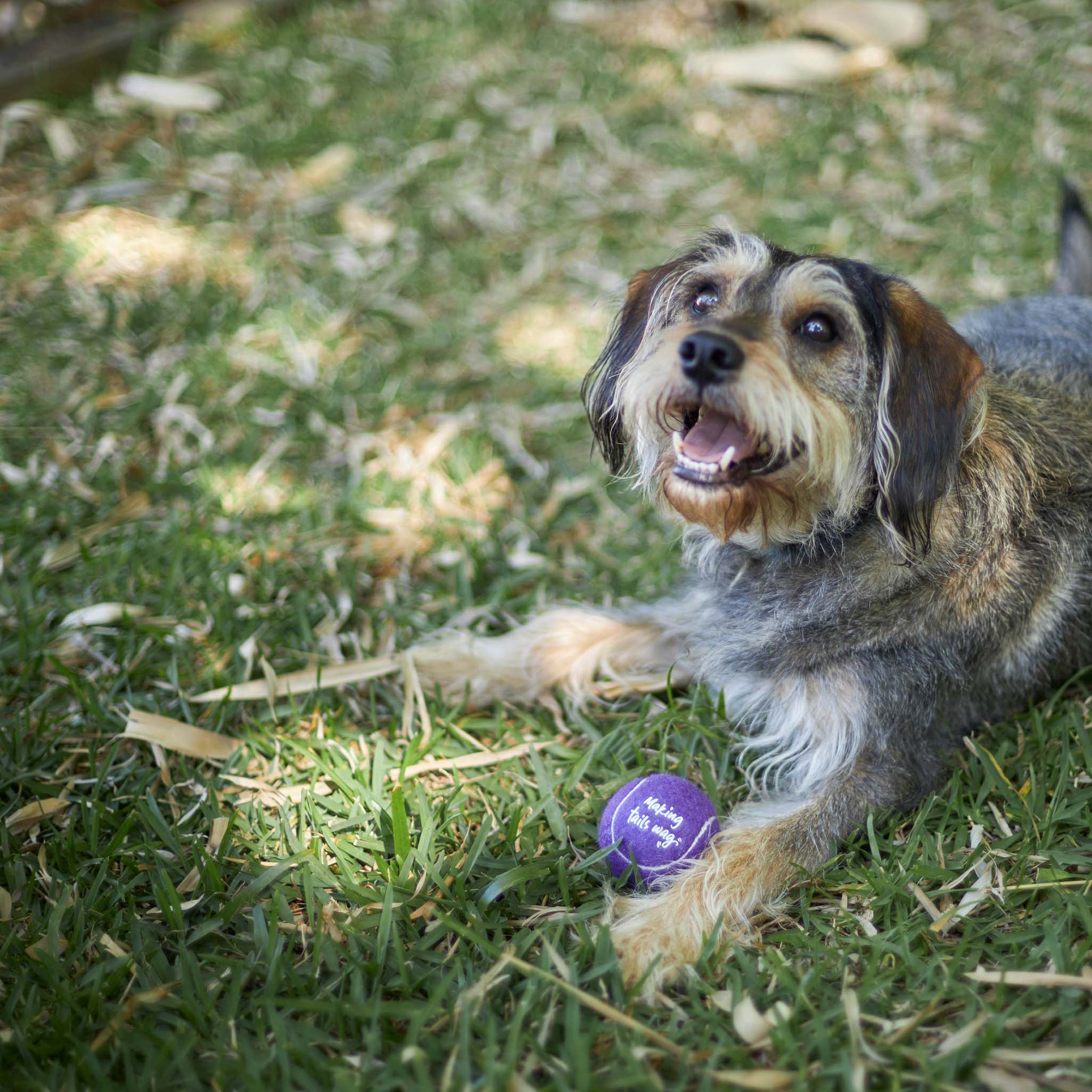 Kazoo EcoFriendly Ball Thrower