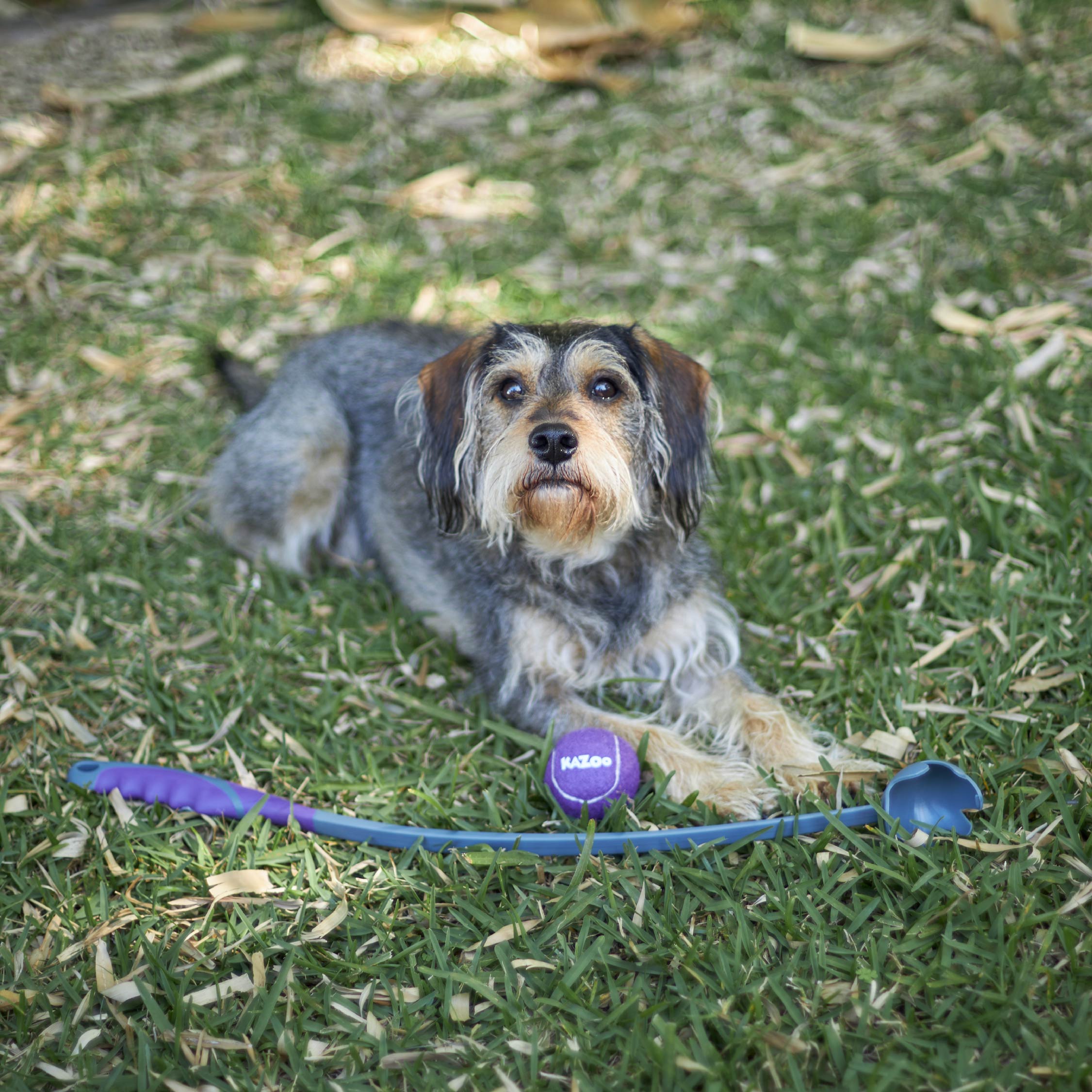 Kazoo EcoFriendly Ball Thrower