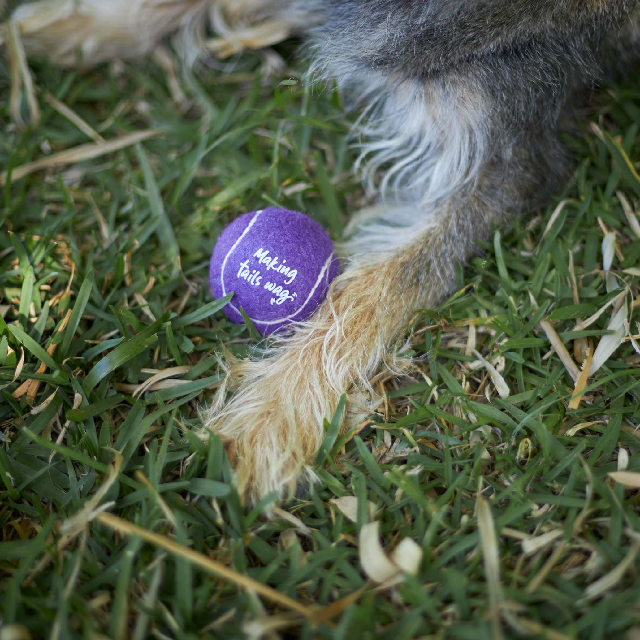 Kazoo EcoFriendly Ball Thrower
