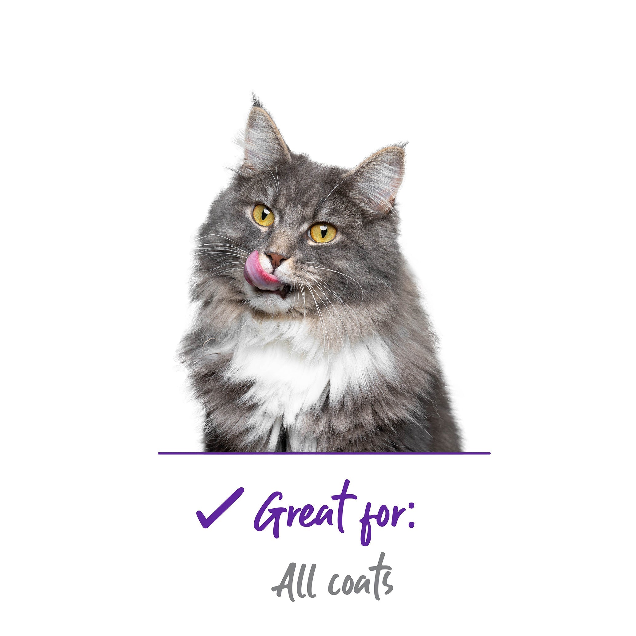 Kazoo Cat Slicker Brush