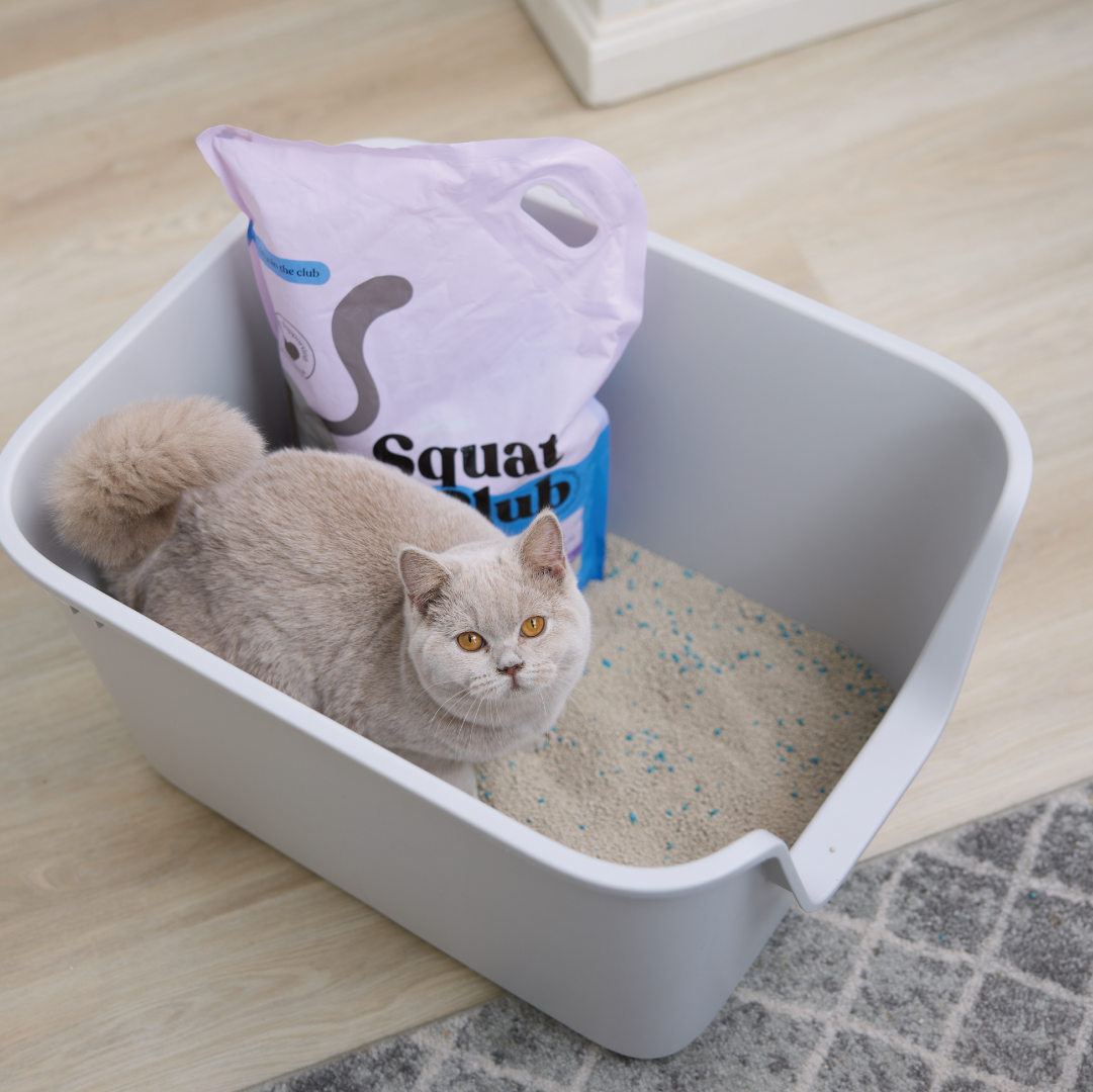 Squat Club Fast Clumping Clay Litter Lavender