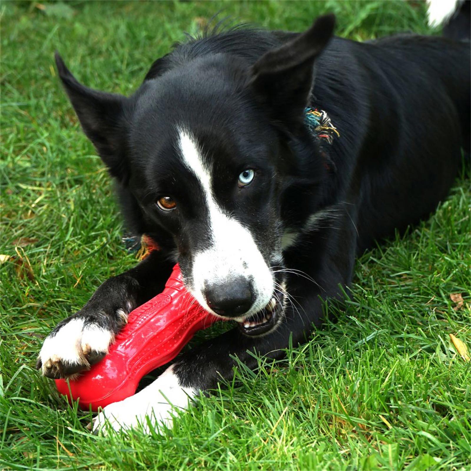 Kong Beezles Ball Medium