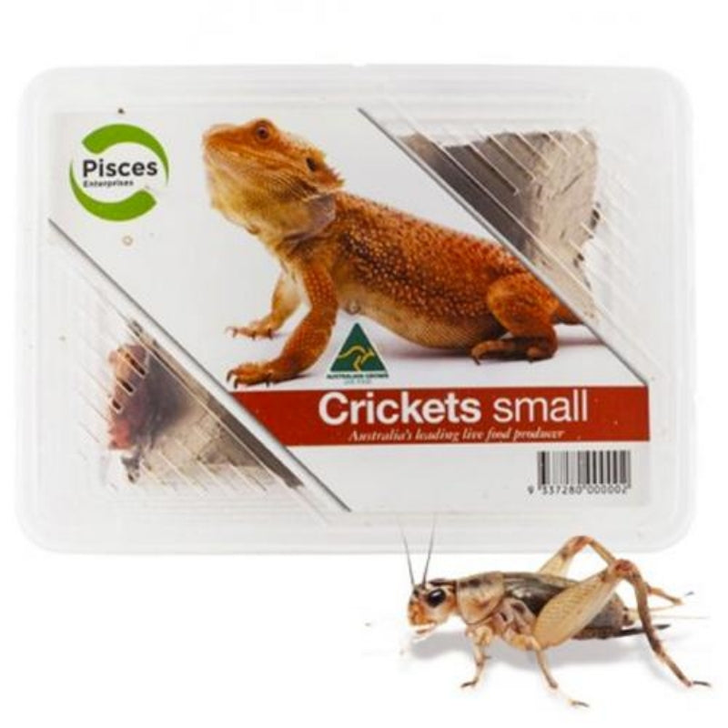 Live Crickets Small
