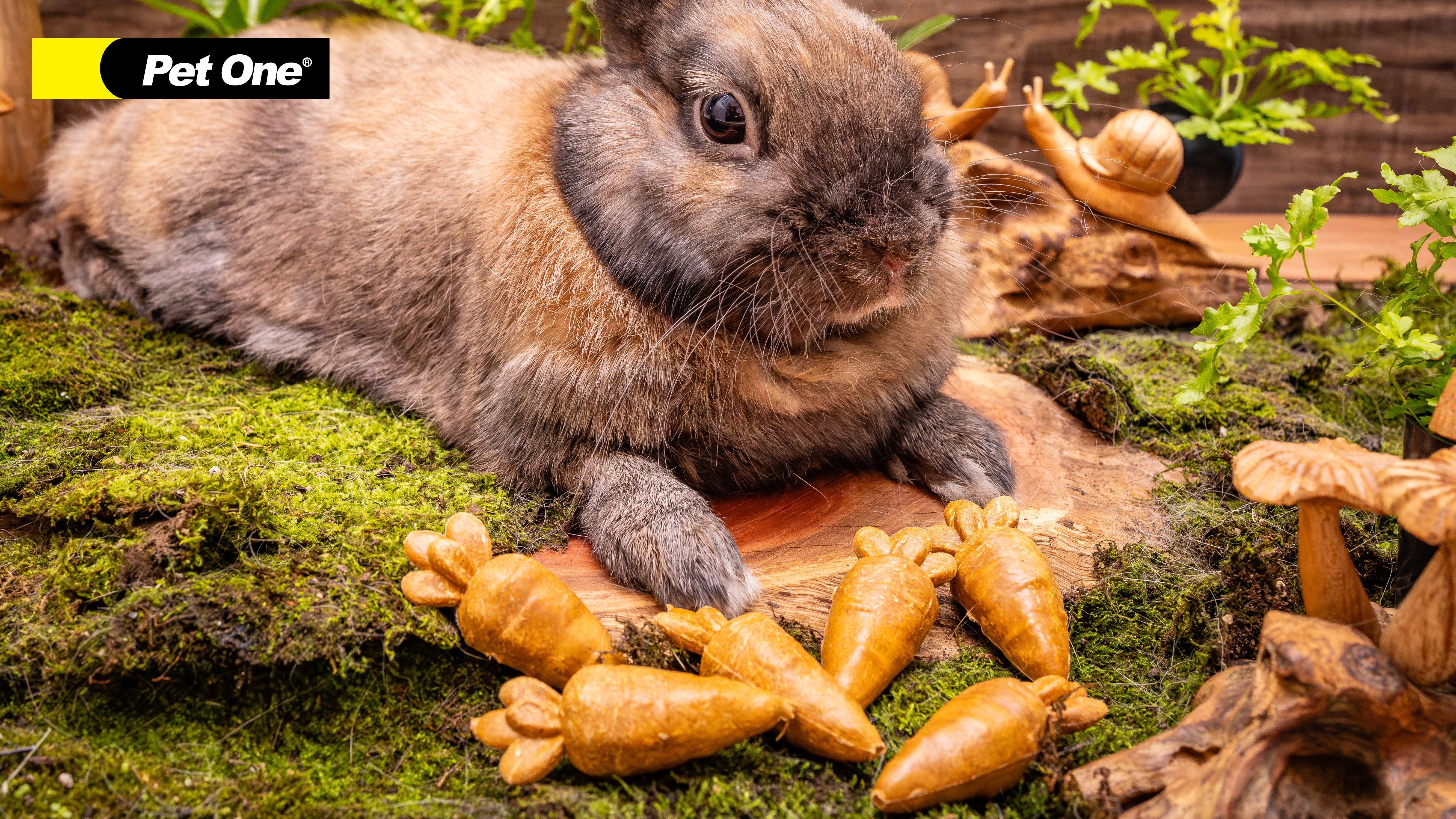 Small Animal Treat Carrots 6pcs
