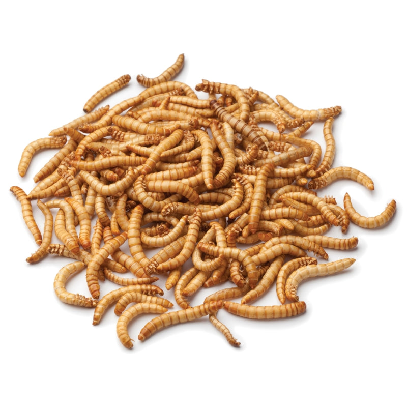 Pisces Mealworms Mini