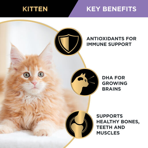 Pro Plan Cat Kitten Salmon 12pk