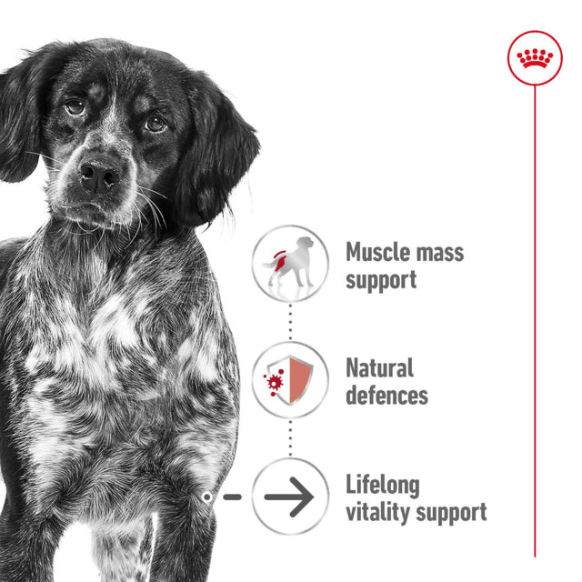 Royal Canin Dog Wet Medium Aeging Loaf