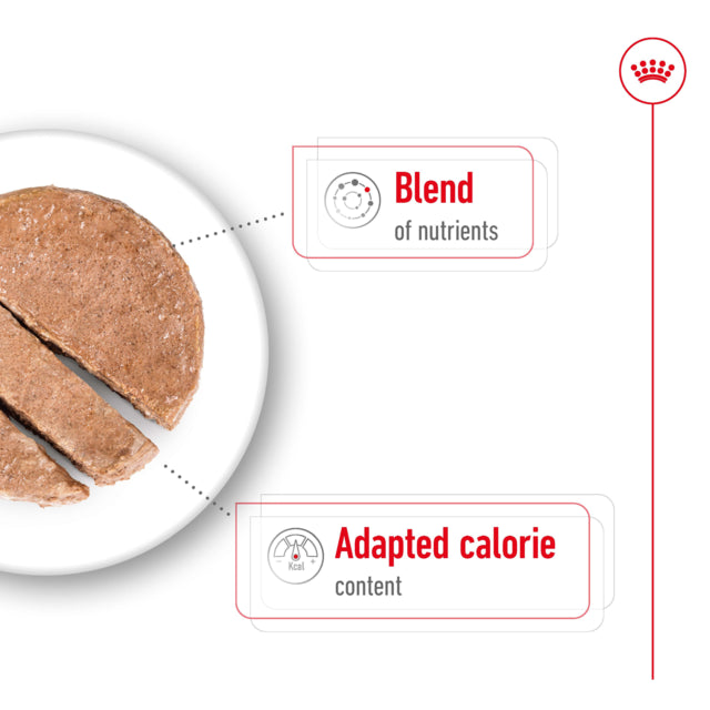 Royal Canin Dog Wet Mini Aeging Loaf