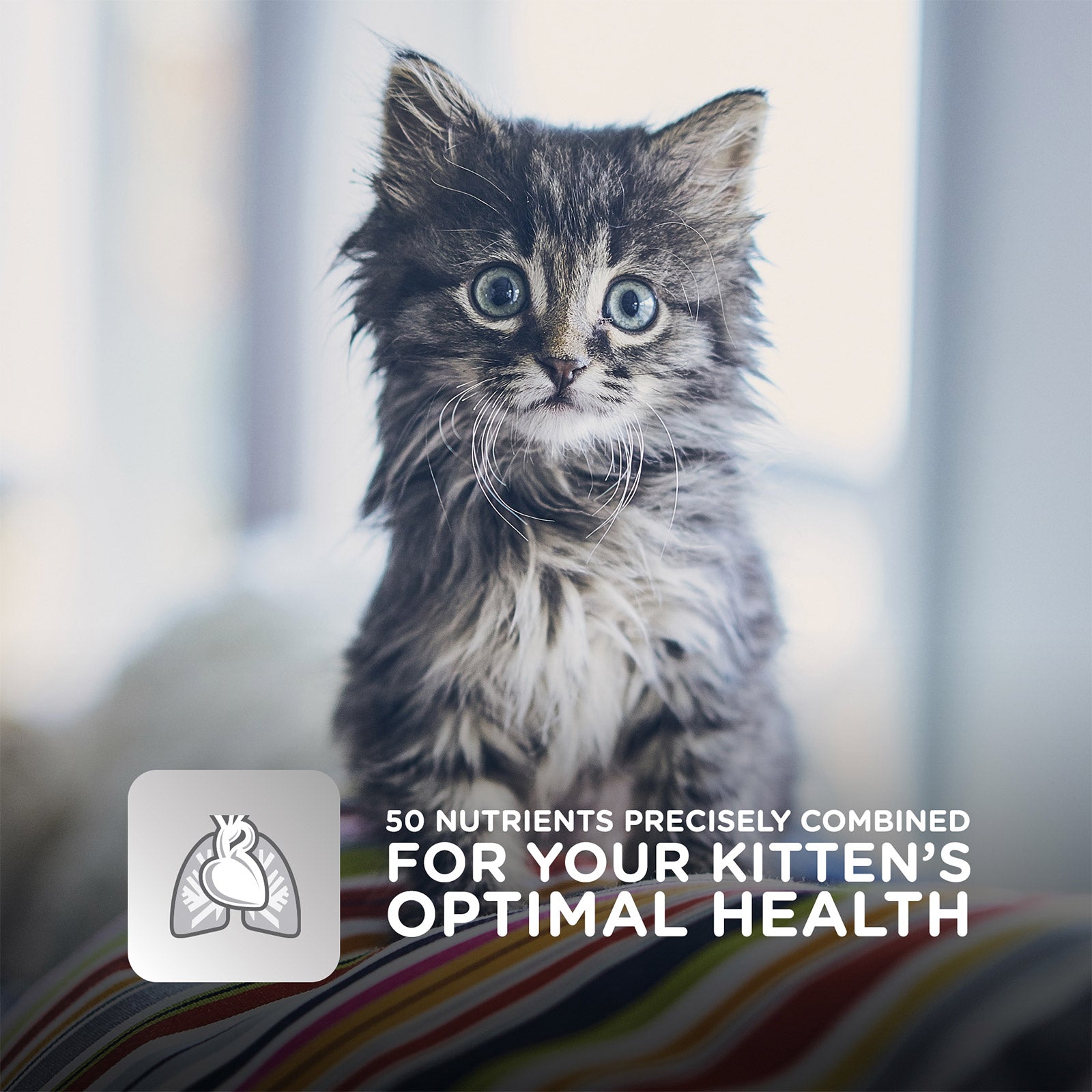 Science Diet Cat Wet Kitten Ocean Fish Pouch