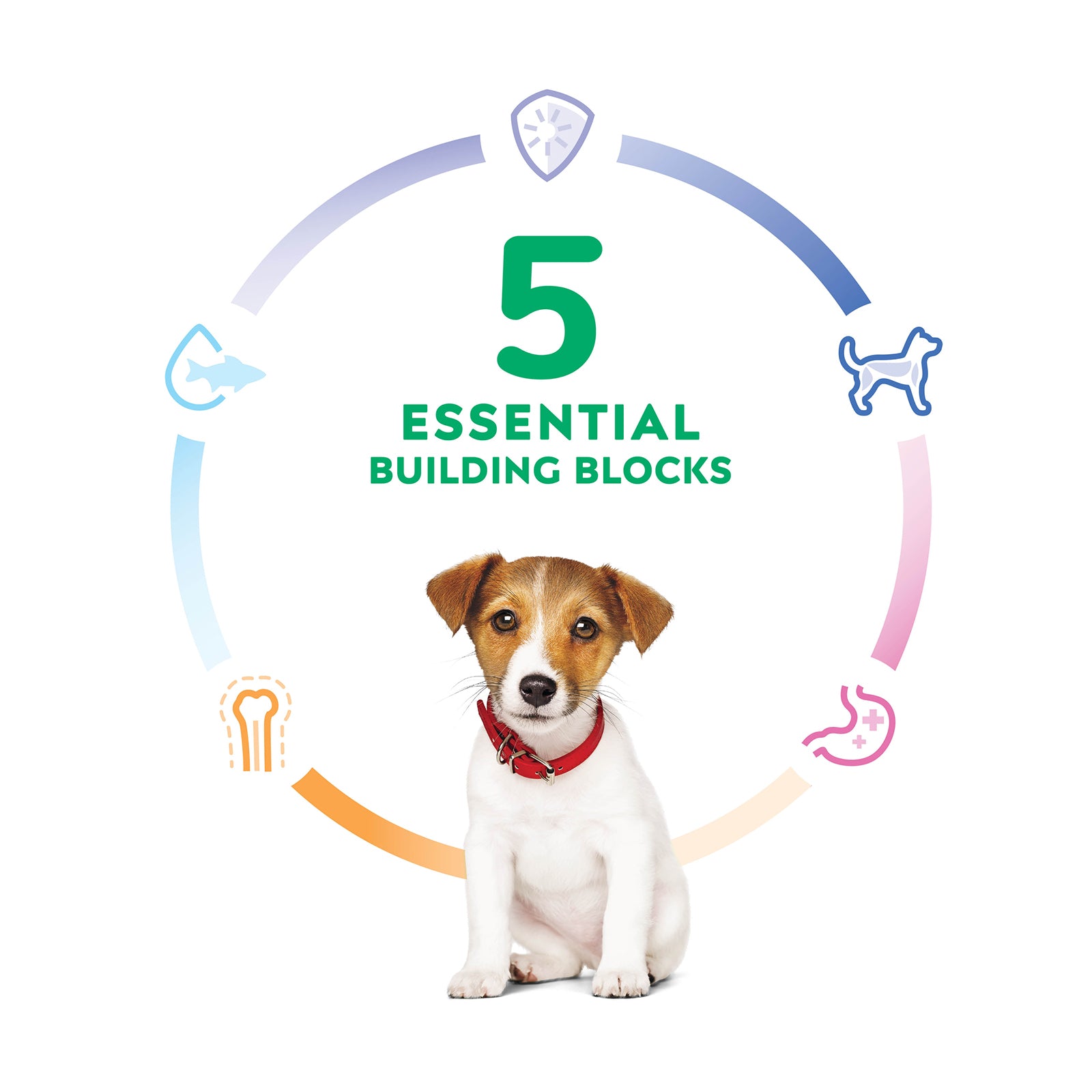 Science Diet Dog Dry Puppy Small Bites 5.67KG
