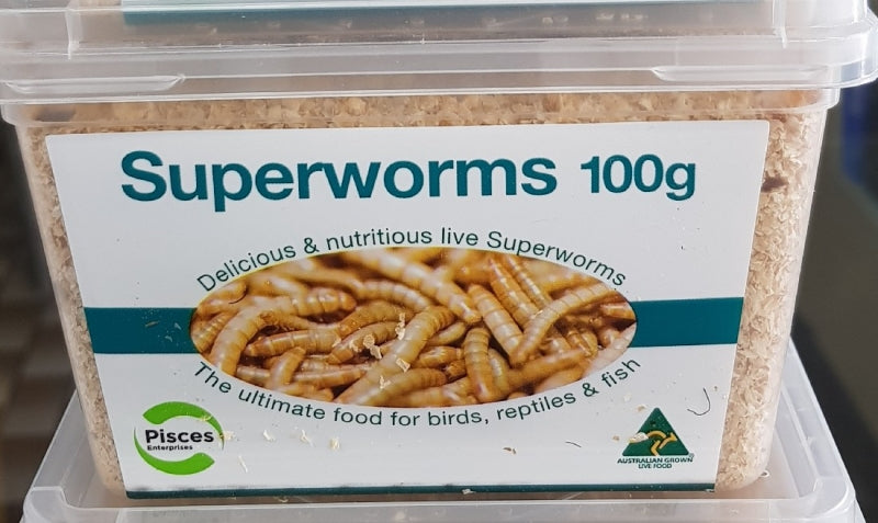 Superworms 100g