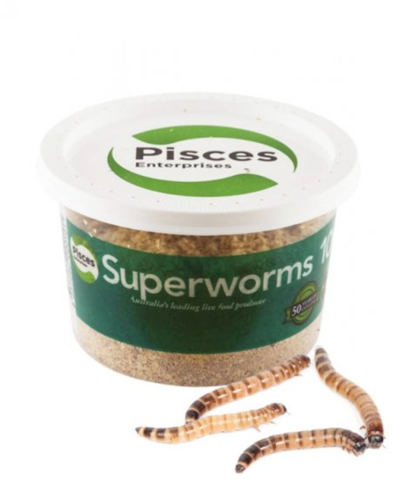 Superworms 50g