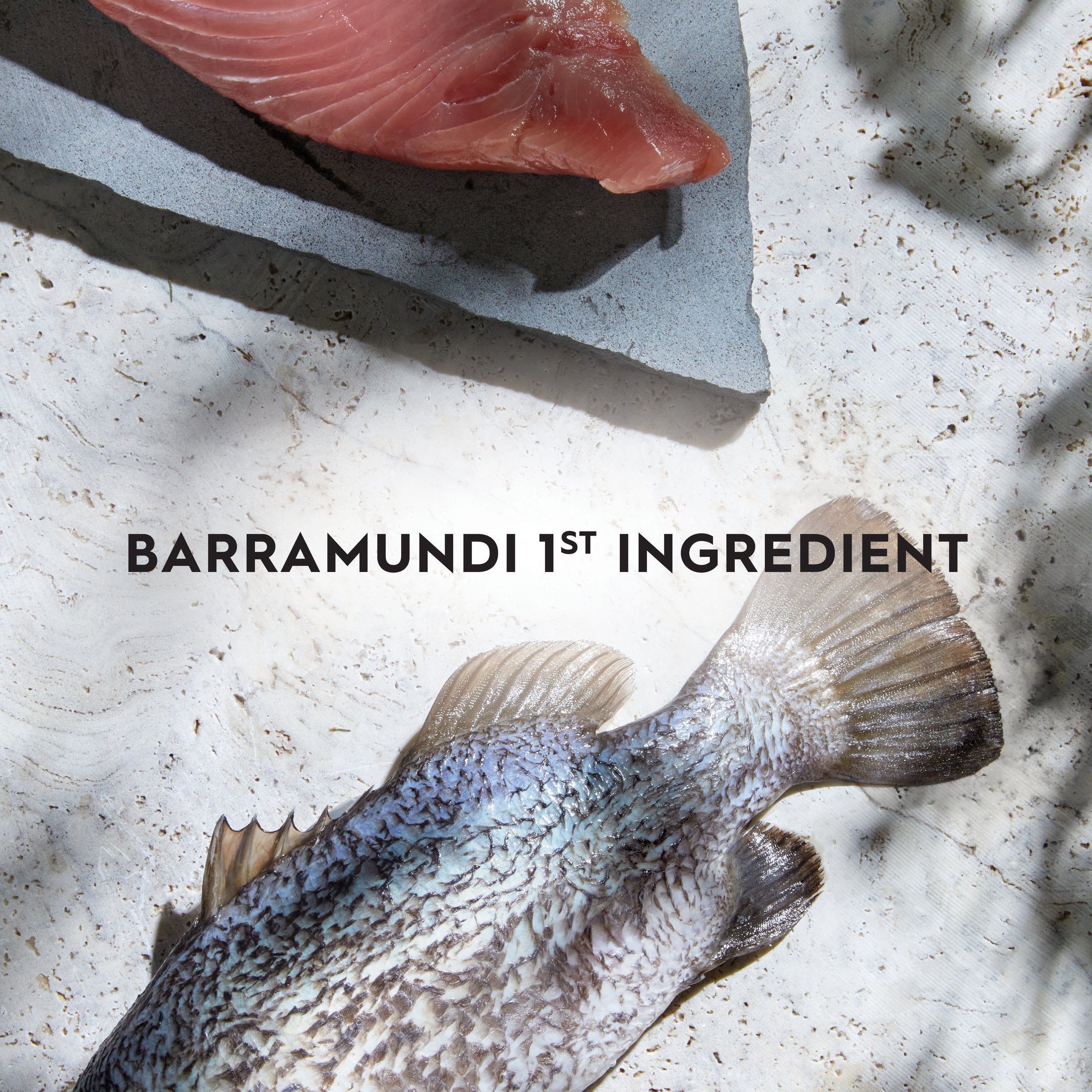 Trilogy Adult Barramundi