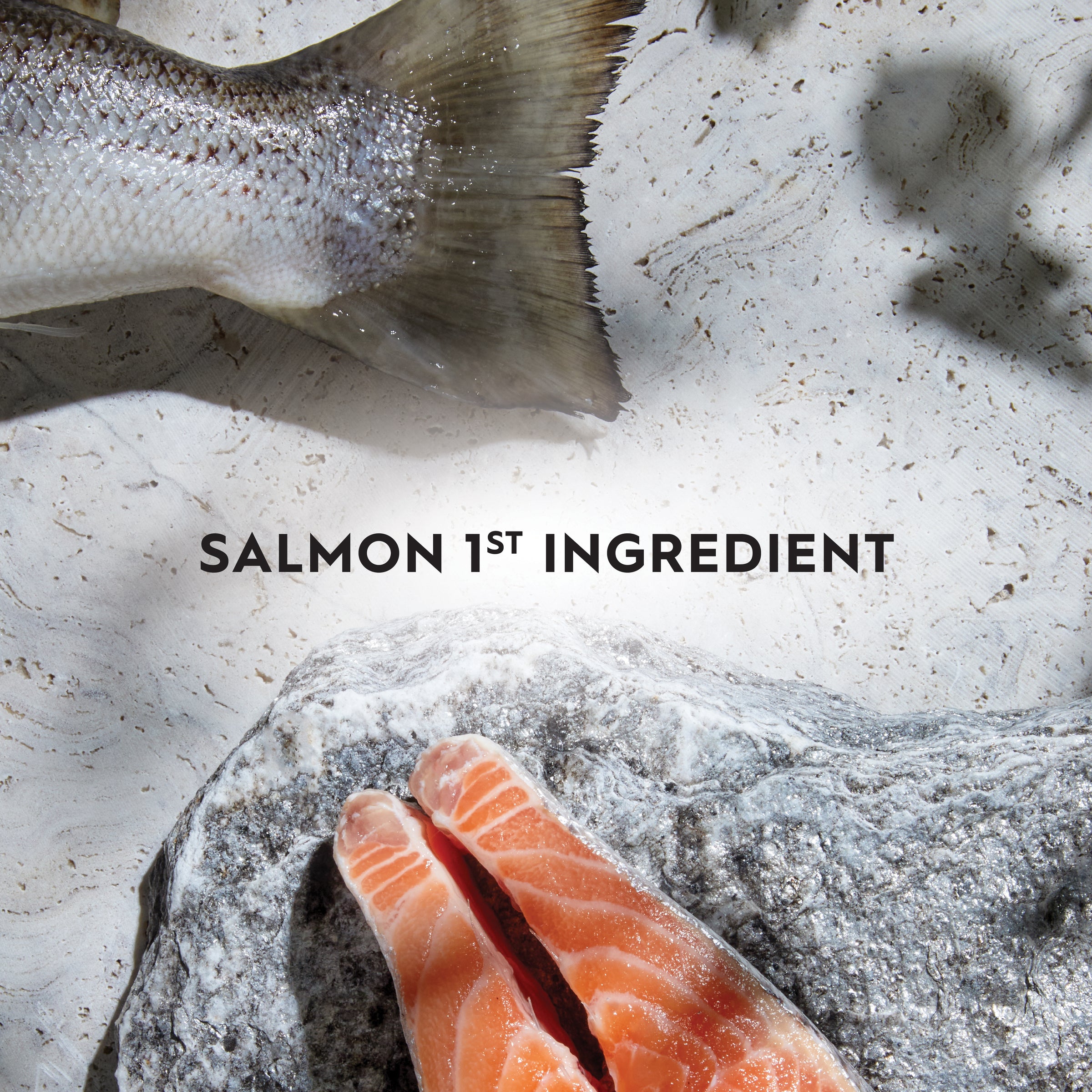 Trilogy Adult Salmon