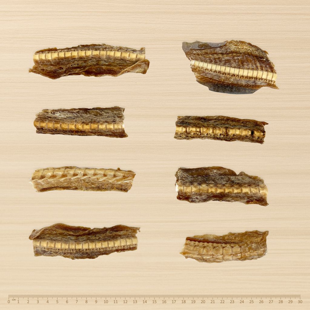 Wildkind Dog Treat Southern Ocean Shark Cartilage 100g