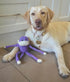 Zippypaws Spencer The Crinkle Monkey - Small Purple