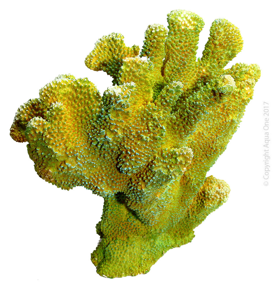 Copi Coral Isopora Coral 27x15.3x27.3cm