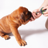 Kazoo Dog Puppy Nail Clipper
