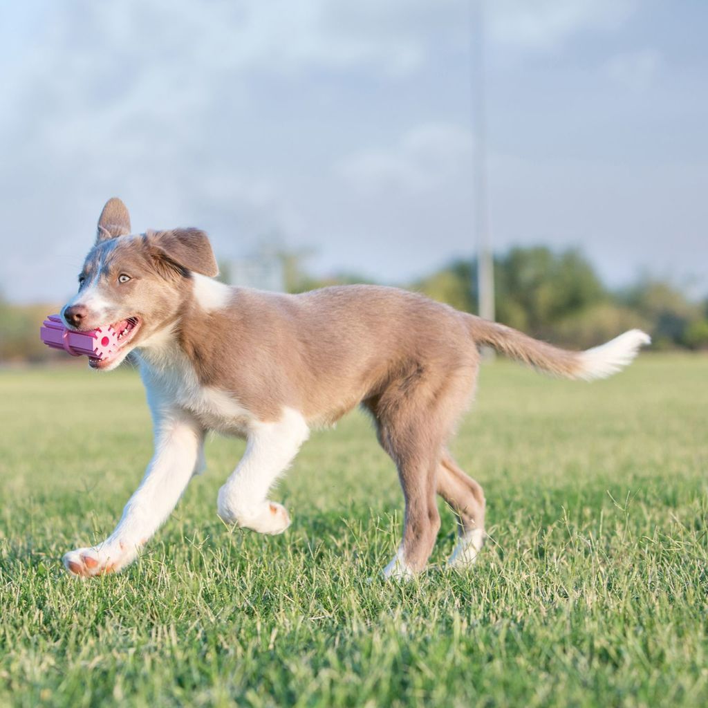 Kong Toy Puppy Teething Stick