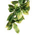Exo Terra Plant Mandarin