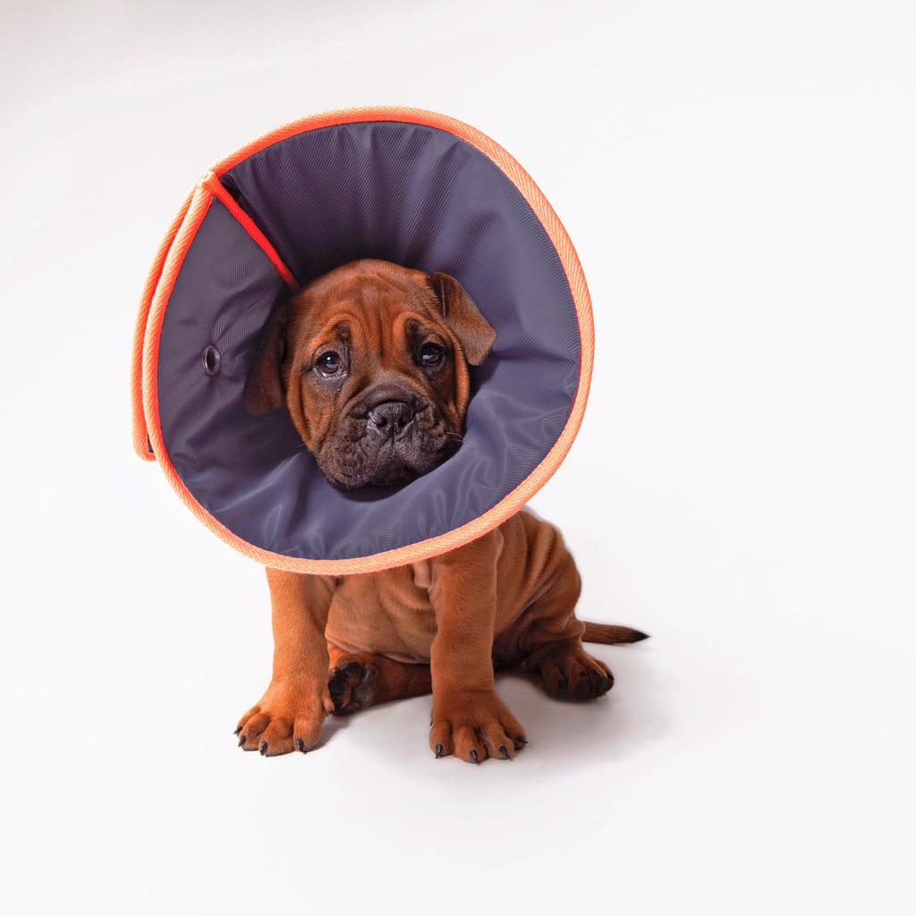 Recovery Collar