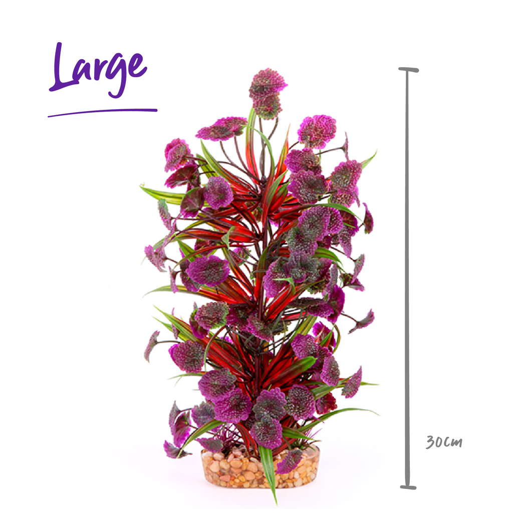 Combination Plant Thin Leaf With Maroon Flower