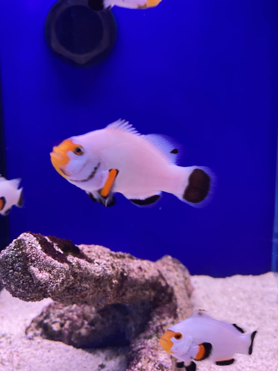 Aquarium & marine specialists